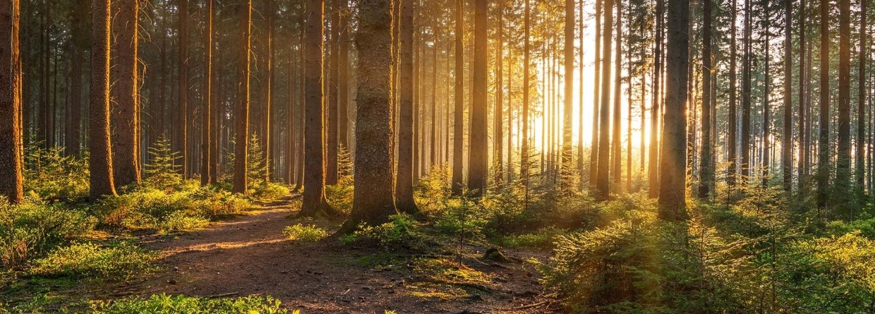 Een bos met zonnestralen door de bomen